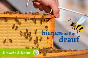 Bienenmäßig drauf - Bienenjahr Freiburg International