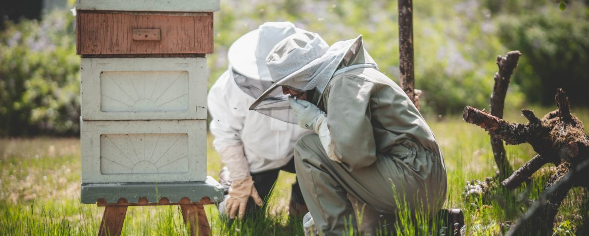 Die faszinierende Welt der Honig- und Wildbienen